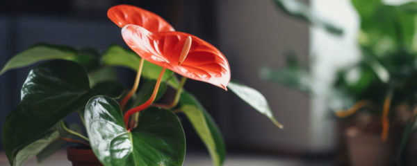 anthurium