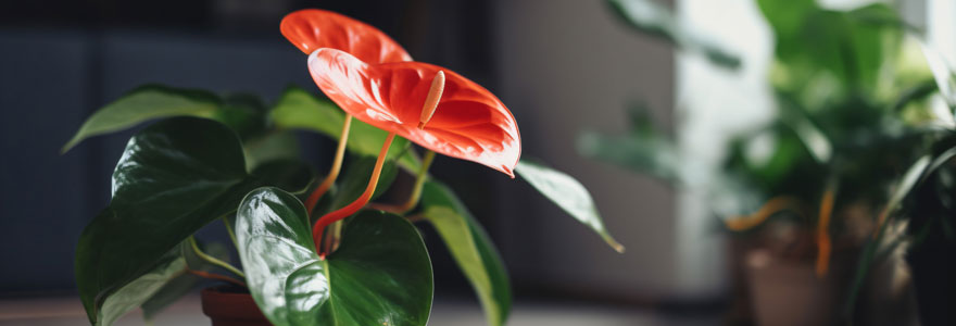 anthurium