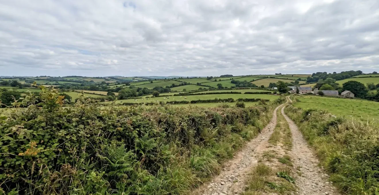 Haie bocagère mature bordant un champ vallonné sous un ciel nuageux typique du climat océanique breton